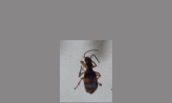 甲虫