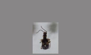 甲虫