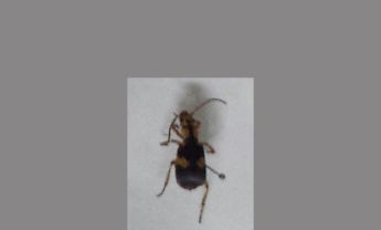 甲虫