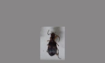 甲虫