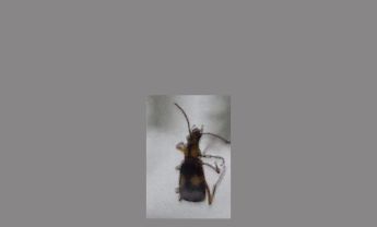 甲虫