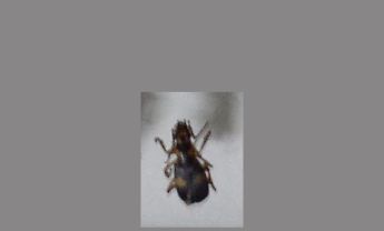甲虫