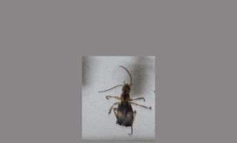 甲虫