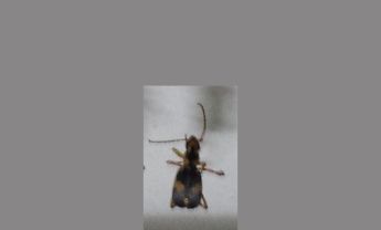 甲虫