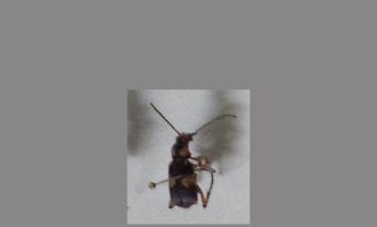 甲虫