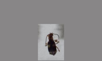 甲虫