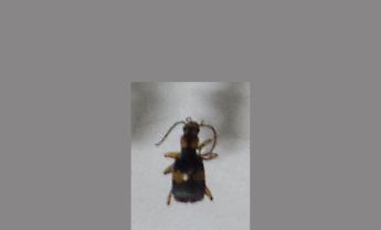 甲虫
