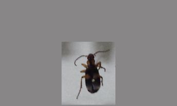 甲虫