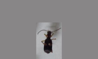 甲虫