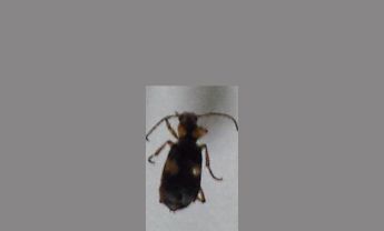 甲虫