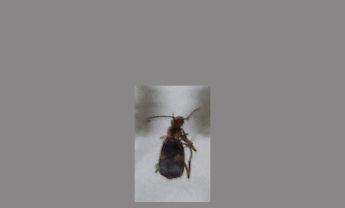 甲虫