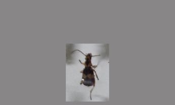 甲虫