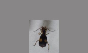 甲虫