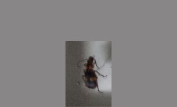 甲虫