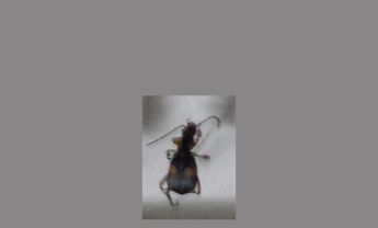 甲虫