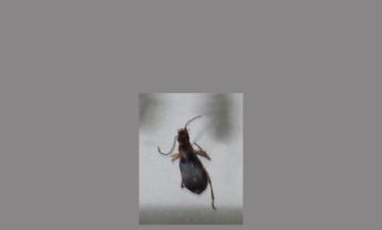 甲虫