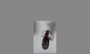 甲虫