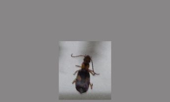 甲虫