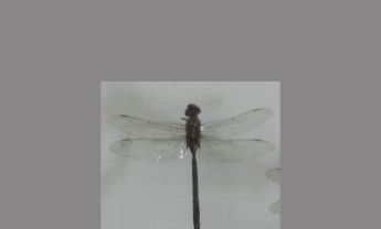 蜻蜓