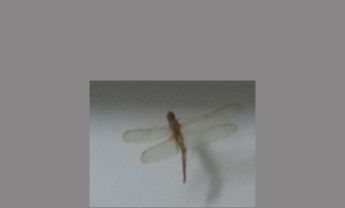 蜻蜓