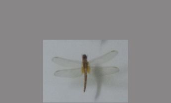 蜻蜓