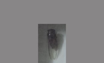 蝉