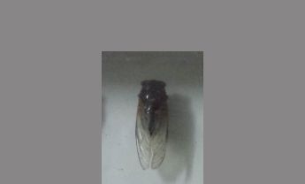 蝉