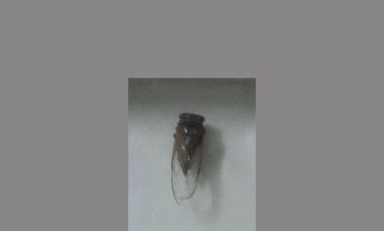 蝉