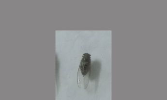 蝉