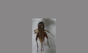 蟋蟀