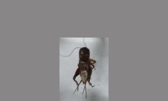 蟋蟀