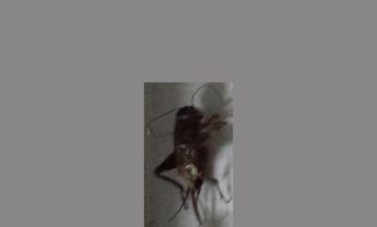 蟋蟀