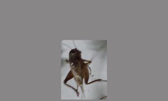 蟋蟀