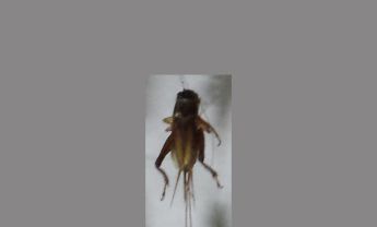 蟋蟀