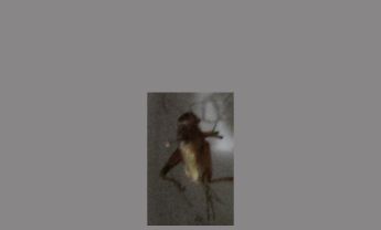 蟋蟀
