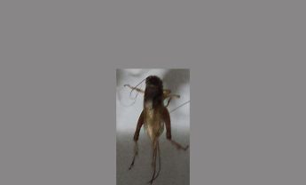蟋蟀
