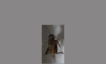 蟋蟀