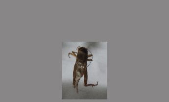 蟋蟀