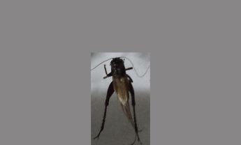 蟋蟀