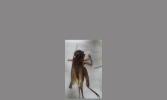 蟋蟀