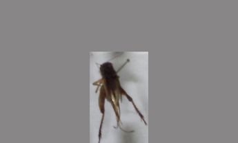 蟋蟀