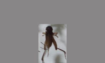 蟋蟀