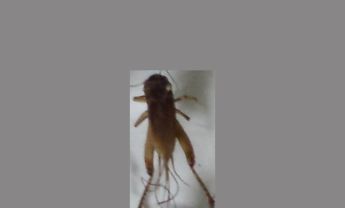 蟋蟀