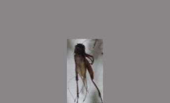 蟋蟀