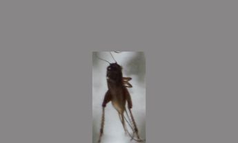 蟋蟀