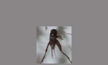 蟋蟀