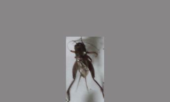 蟋蟀