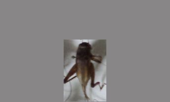 蟋蟀
