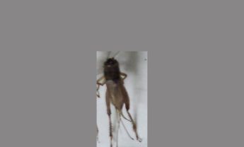 蟋蟀