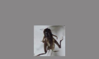蟋蟀